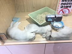 -屋虎猫馆(宝安大仟里店)