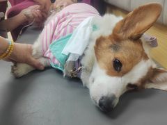 -美联众合动物医院·24h转诊中心