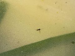 -袁记串串香(新南门店)