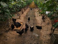 -马陆小张葡萄园农家乐