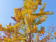 -上海佘山国家森林公园天马山园