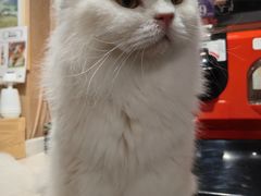 -MOCHA明星猫咖(田子坊店)