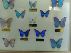 -上海昆虫博物馆