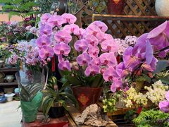 -双季花艺园艺市场(浦东店)