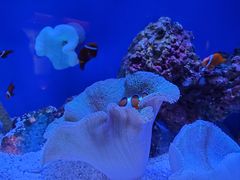 -上海海洋水族馆