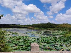 -上海海湾国家森林公园