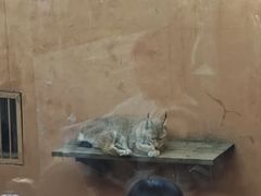 -青藏高原野生动物园