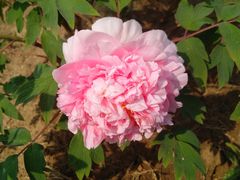 -合肥三国新城遗址公园