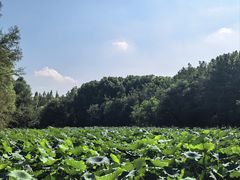 -同里国家湿地公园