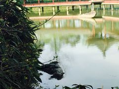 -中国扬子鳄村
