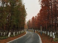 -九科绿洲