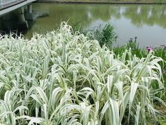 -同里国家湿地公园