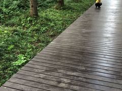 -黄海国家森林公园