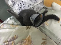 -圣宠动物医院·犬猫专科·影像中心·外科中心