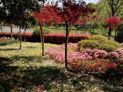 -上海鲜花港