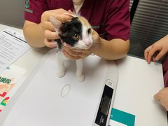 -伟伟宠物医院·CT影像中心·瑞派犬猫综合性门诊(汉口总院)