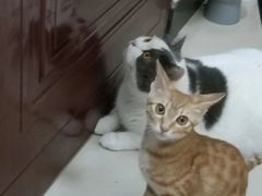 -爱诺耐芙动物医院(万博店)