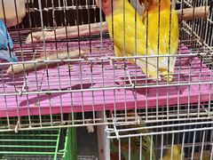 -三圣花乡旅游区