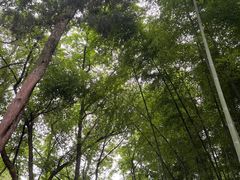 -上海佘山国家森林公园天马山园