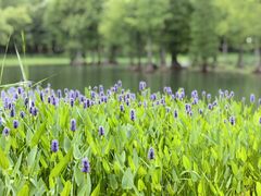 -贡湖湾湿地公园