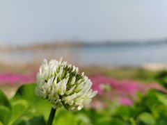 -虎丘湿地公园