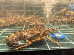 -雍容荟活帝王蟹活龙虾自助(苏宁旗舰店)