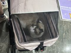 -宠爱国际动物医院· 猫科· 外科·中兽医(长白店)