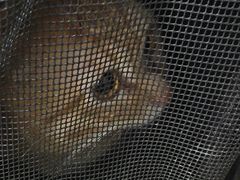 -瑞鹏宠物医院·爱宠堂·骨外专科(西荷分院)