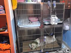 -瑞派福兴宠物医院犬猫全科·骨科·中西医结合(河东店)