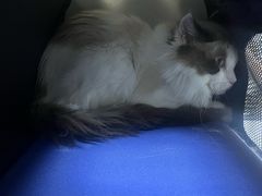 -关爱动物医院·心脏·中兽医·异宠(金牛路分院)