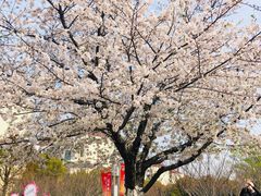 -高东镇樱花园