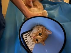 -爱派特动物医院·全科诊疗中心