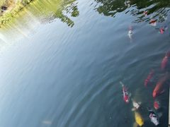 -松山湖梦幻百花洲