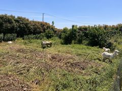 -小鱼草莓采摘园农家乐·小鱼餐厅