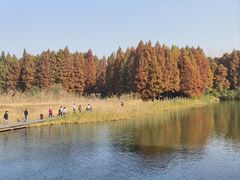 -溱湖国家湿地公园