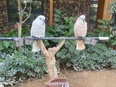 -南宫五洲植物乐园