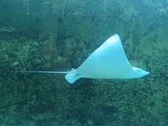 -悉尼海洋生物水族馆