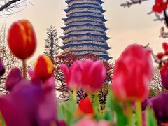 -红梅公园
