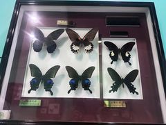 -上海昆虫博物馆