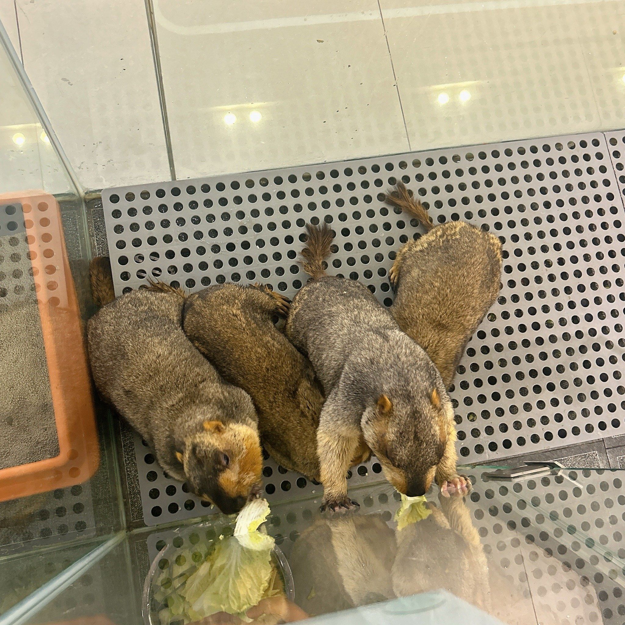 轮到我给软萌土拨鼠投喂啦,被可爱化了!