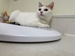 -凯特喵百思猫专科医院
