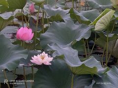 -黄兴公园