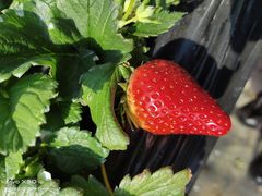 -甜心庄园·甜心草莓采摘园(西青中北店)