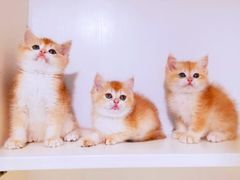 -十年猫舍·猫咪专门店(普陀店)