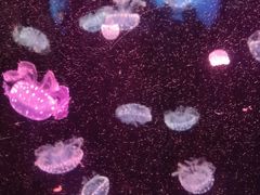 -太平洋海底世界