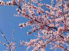 -海棠花溪(元大都城垣遗址公园)