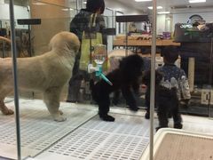 -瑞鹏宠物医院·骨科·猫科·内科(第一中心)