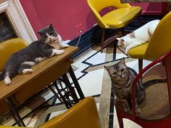 -猫色咖啡·猫咖