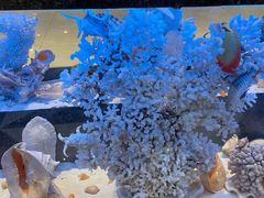 -新海渔港·胶东海鲜家常菜·家宴(奥体中心店)