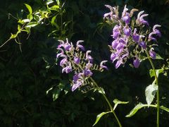 -墨尔本皇家植物园